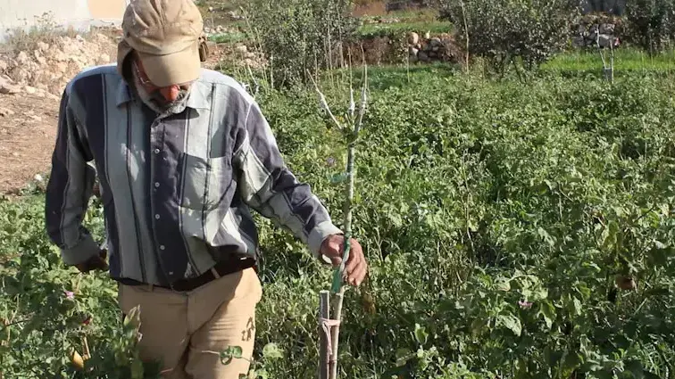 הביוב של בית"ר עילית  נשפך לשדות פלסטינים בוואדי פוכין, נובמבר 2013