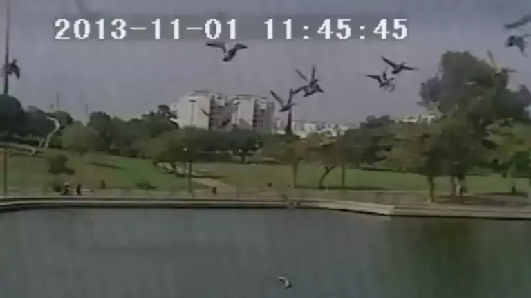 תיעוד: ה"פיצוץ" שהבריח את הברווזים מפארק דרום