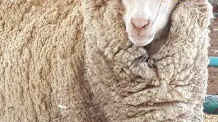 כבש בעל טלפיים מוזנחים בחי בקיבוץ אילות כבש בעל טלפיים מוזנחים בחי בקיבוץ אילות