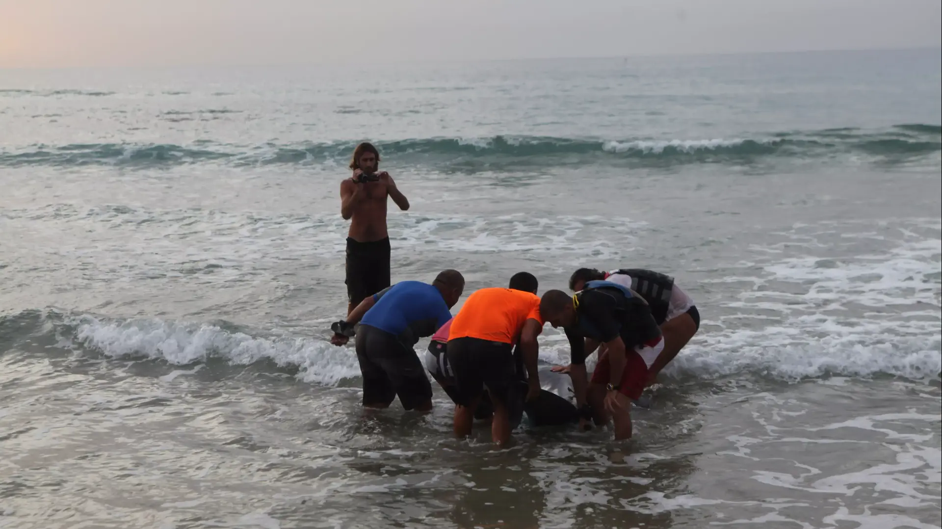 דולפין שנפלט בחופי נתניה. נובמבר 2013 דולפין שנפלט בחופי נתניה. נובמבר 2013