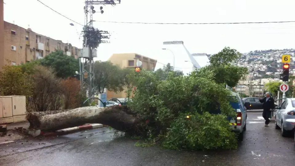 עץ שנפל על שני רכבים בטבריה