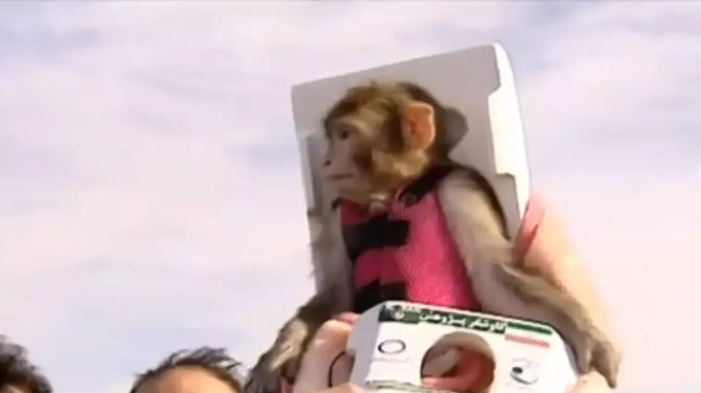 איראן שיגרה קוף לחלל בפעם השנייה. דצמבר 2013