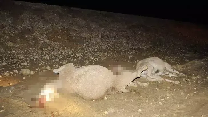 רכבת דרסה למוות גמלים ליד שגב שלום רכבת דרסה למוות גמלים ליד שגב שלום