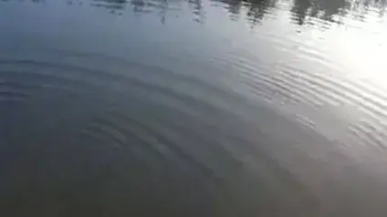 צבי ים שסבלו מהיפותרמיה הושבו לנחל אלכסנדר