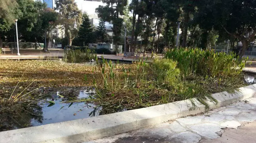 הבריכה האקולוגית בגן מאיר בה צפים דגים מתים. דצמבר 2013