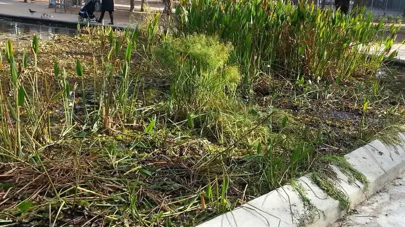 דגים מתים, צמחים הרוסים וזוהמה בבריכה האקולוגית בגן מאיר, ינואר 2014 דגים מתים, צמחים הרוסים וזוהמה בבריכה האקולוגית בגן מאיר, ינואר 2014