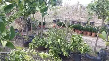 עצים שנכרתו במשתלה ליד כפר קאסם לכאורה כפעולת "תג מחיר", 10 בינואר 2013 עצים שנכרתו במשתלה ליד כפר קאסם לכאורה כפעולת "תג מחיר", 10 בינואר 2013