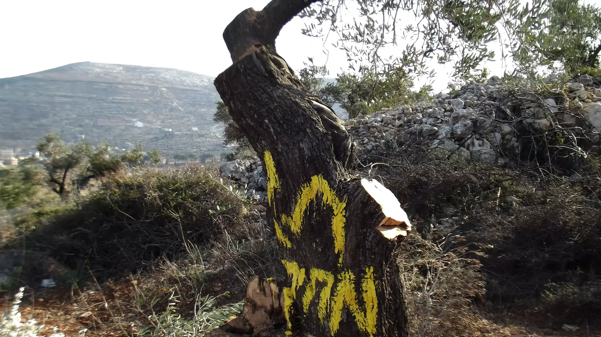 עצי זית שעל פי החשד של תושבי התנחלות עלי נכרתו ורוססו על ידי פלסטינים כדי להפליל אנשי ימין. ינואר 2014