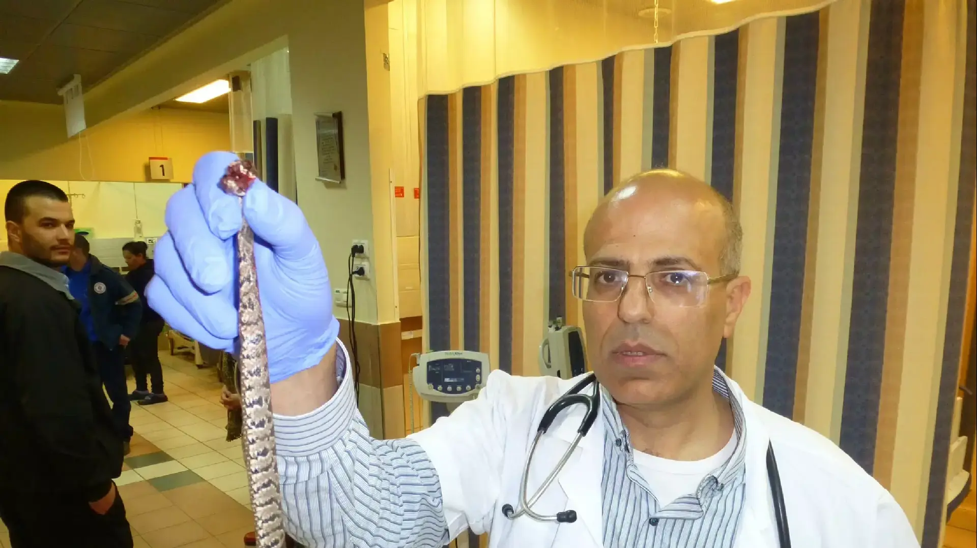 ד"ר עמאר חוסיין אוחז בנחש הצפע שהכיש חקלאי בגליל, בבית החולים זיו בצפת ד"ר עמאר חוסיין אוחז בנחש הצפע שהכיש חקלאי בגליל, בבית החולים זיו בצפת