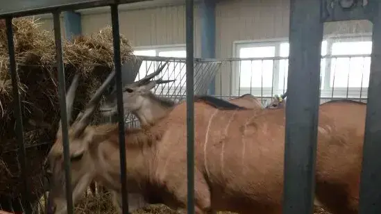 תמונות ממעונו של נשיא אוקראינה המודח ויקטור ינוקוביץ'