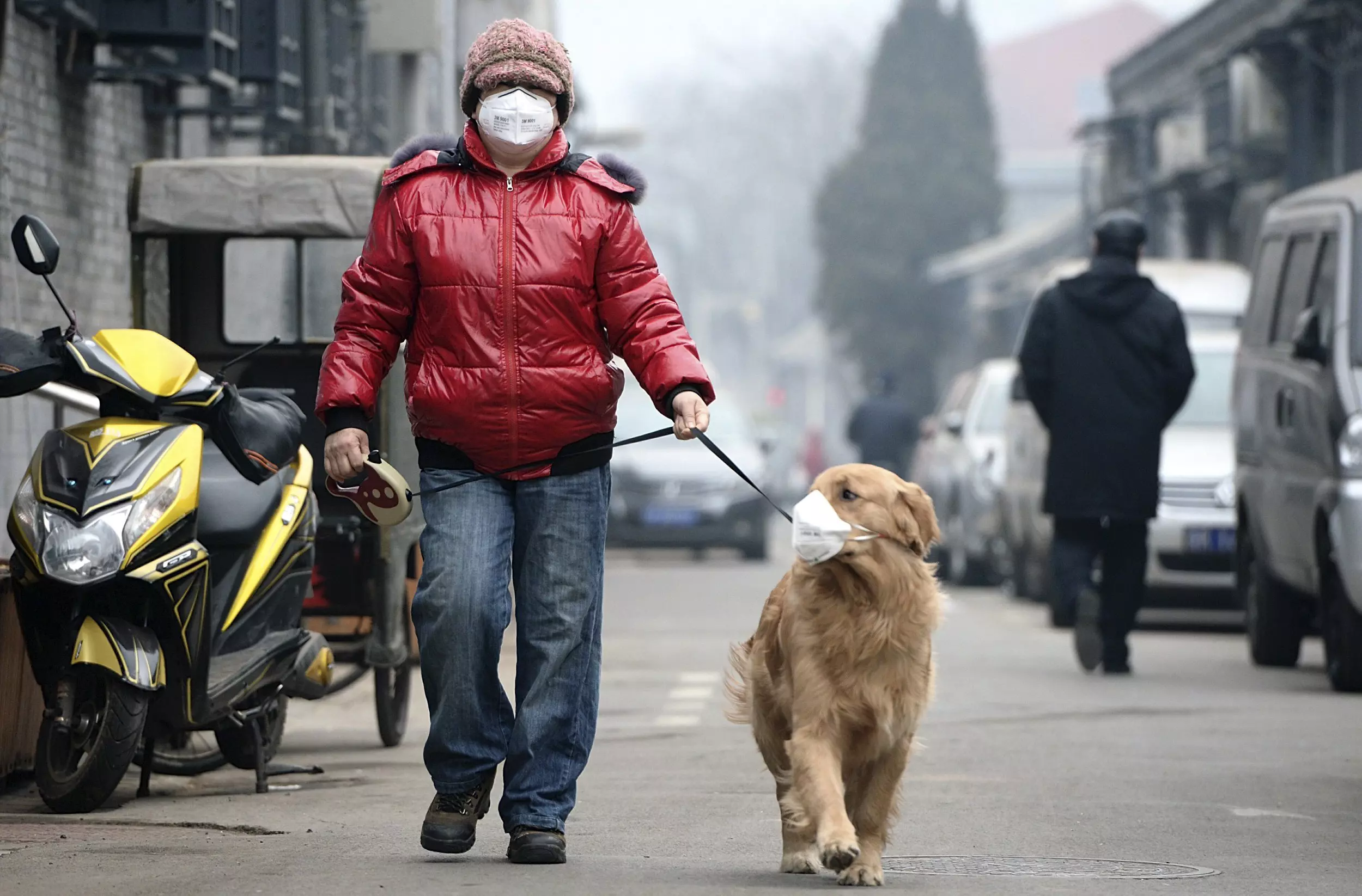 איש וכלב עם מסיכות פנים צועדים ברחוב. בייג'ינג, סין, פברואר 2014
