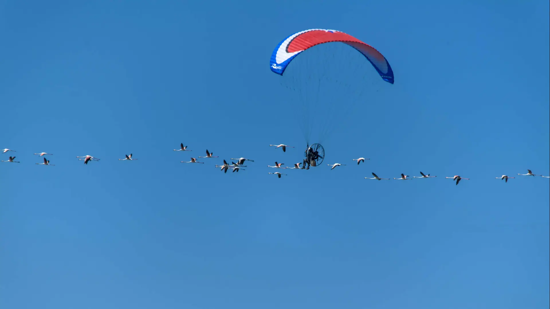 צלמי רחיפה מטרידים להקת פלמינגו בחוף הכרמל. מרץ 2014