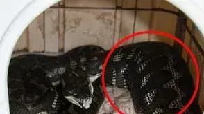 נחש פיתון בלע צ'יוואווה. ניו סאות' ווילס, אוסטרליה, 15 במרץ 2014 נחש פיתון בלע צ'יוואווה. ניו סאות' ווילס, אוסטרליה, 15 במרץ 2014
