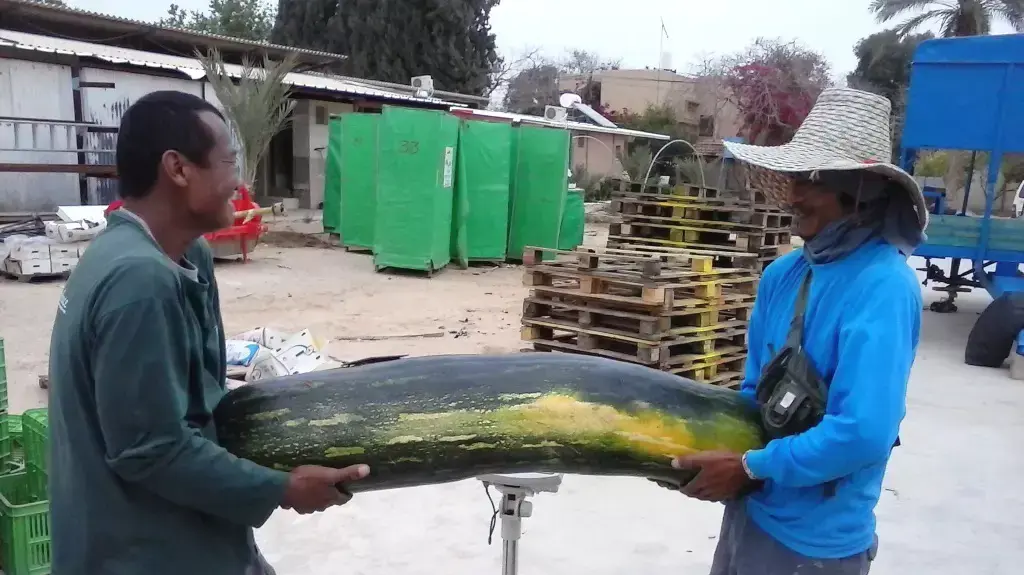 חקלאים בערבה גידלו דלועי ענק חקלאים בערבה גידלו דלועי ענק