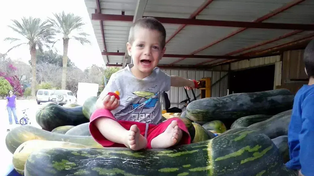 חקלאים בערבה גידלו דלועי ענק חקלאים בערבה גידלו דלועי ענק