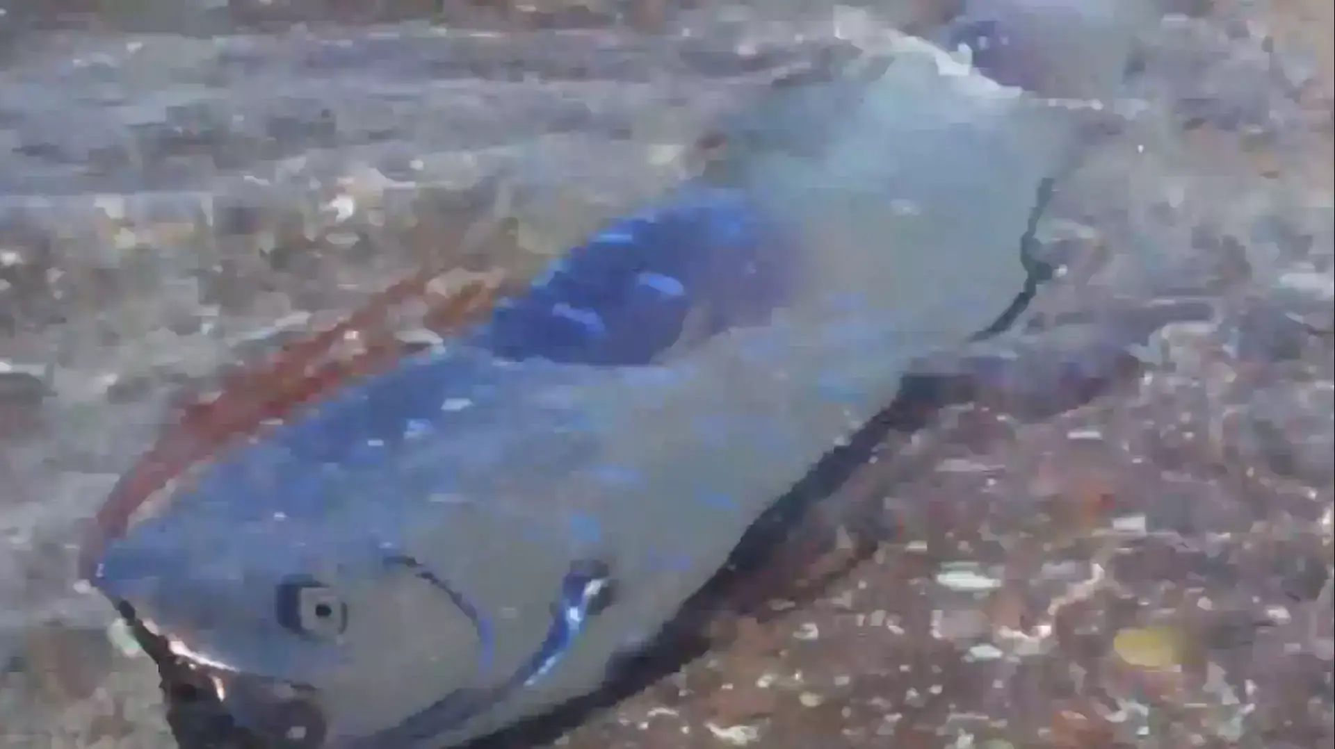 דג משוט שצולם במי מפרץ מקסיקו דג משוט שצולם במי מפרץ מקסיקו
