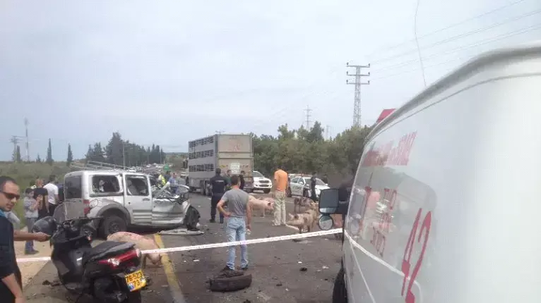 הרוג בהתנגשות בין משאית שהובילה חזירים לבין מכונית מסחרית בכביש 70 הרוג בהתנגשות בין משאית שהובילה חזירים לבין מכונית מסחרית בכביש 70