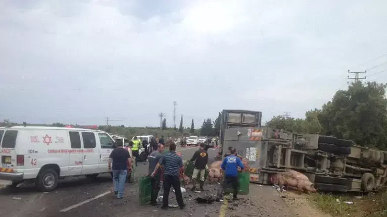 הרוג בהתנגשות בין משאית שהובילה חזירים לבין מכונית מסחרית בכביש 70 הרוג בהתנגשות בין משאית שהובילה חזירים לבין מכונית מסחרית בכביש 70