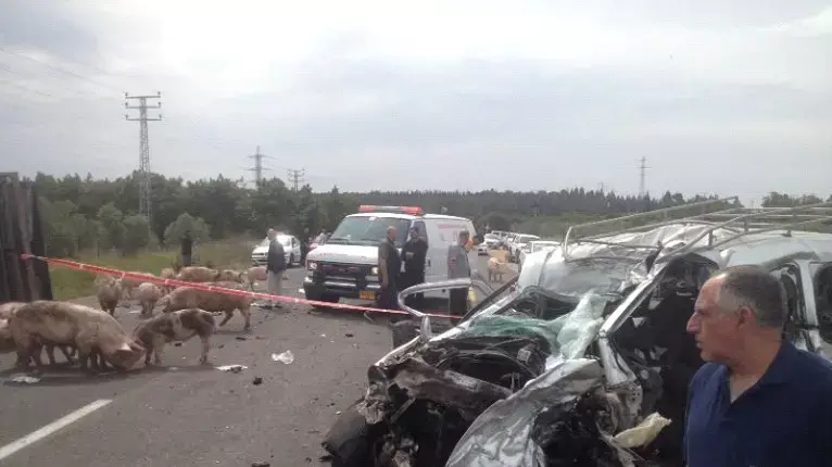 הרוג בהתנגשות בין משאית שהובילה חזירים לבין מכונית מסחרית בכביש 70 הרוג בהתנגשות בין משאית שהובילה חזירים לבין מכונית מסחרית בכביש 70