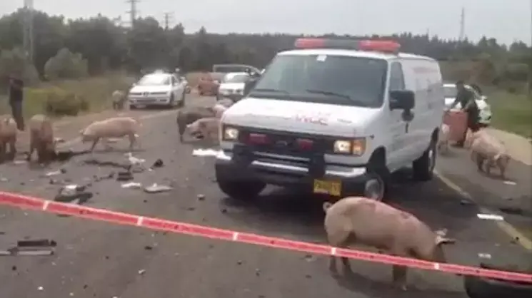 תאונת הדרכים בה התנגשה משאית שהובילה חזירים עם רכב מסחרי
