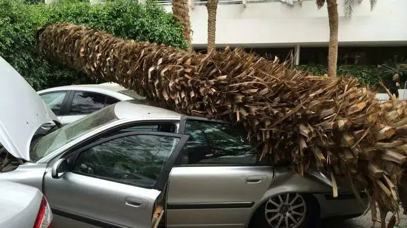עצים קרסו בעקבות רוחות חזקות באילת, 20 באפריל 2014 עצים קרסו בעקבות רוחות חזקות באילת, 20 באפריל 2014