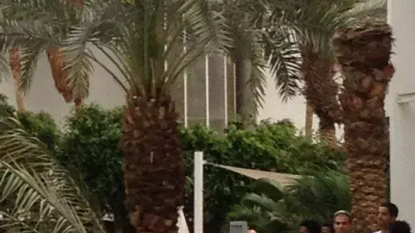 עץ קרס במלון ישרוטל באילת, 20 באפריל 2014 עץ קרס במלון ישרוטל באילת, 20 באפריל 2014