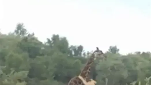 תיעוד נדיר: להקת אריות צדה ג'ירפה