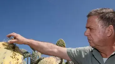 חיפושיות "פרת משה רבנו" נלחמות נגד הכנימה שמאיימת להכחיד את שיח הצבר חיפושיות "פרת משה רבנו" נלחמות נגד הכנימה שמאיימת להכחיד את שיח הצבר