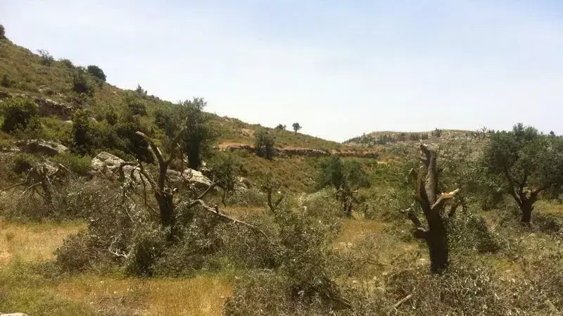 חשד לתג מחיר ליד ההתנחלות בת עין שבגוש עציון חשד לתג מחיר ליד ההתנחלות בת עין שבגוש עציון