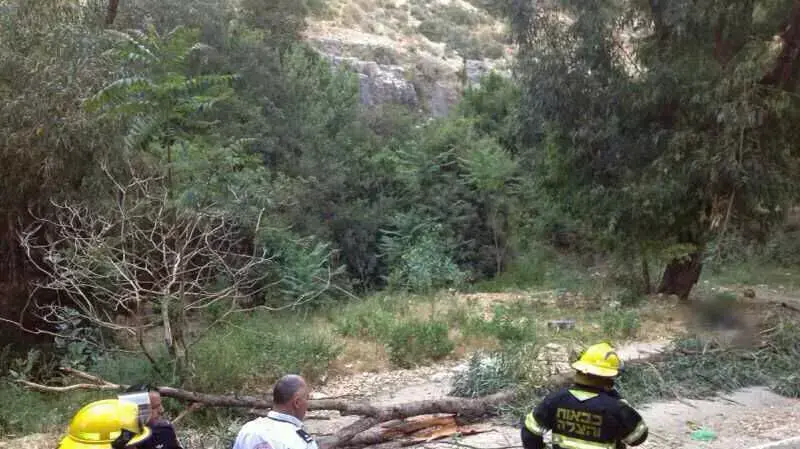 אישה נהרגה מקריסת עץ בנחל גיבורים בחיפה אישה נהרגה מקריסת עץ בנחל גיבורים בחיפה