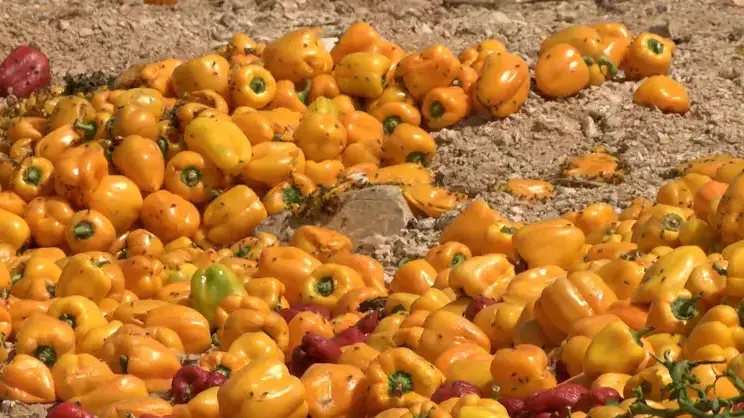 עשרות טונות של תוצרת חקלאית מושמדות מדי יום עשרות טונות של תוצרת חקלאית מושמדות מדי יום