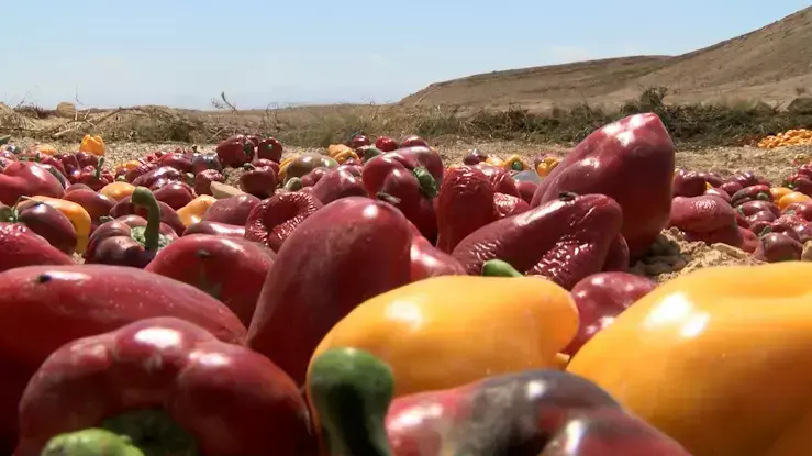 עשרות טונות של תוצרת חקלאית מושמדות מדי יום