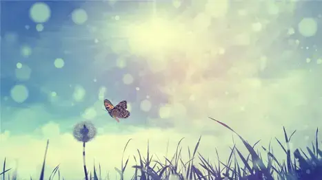 נגד כל הסיכויים נגד כל הסיכויים