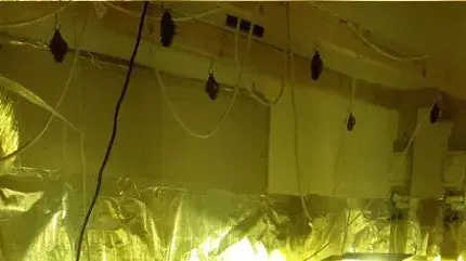 בלשי משטרת נתניה עצרו חשוד בהפעלת מעבדת הידרו בגן ילדים ברעננה 22 במאי 2014. בלשי משטרת נתניה עצרו חשוד בהפעלת מעבדת הידרו בגן ילדים ברעננה 22 במאי 2014.