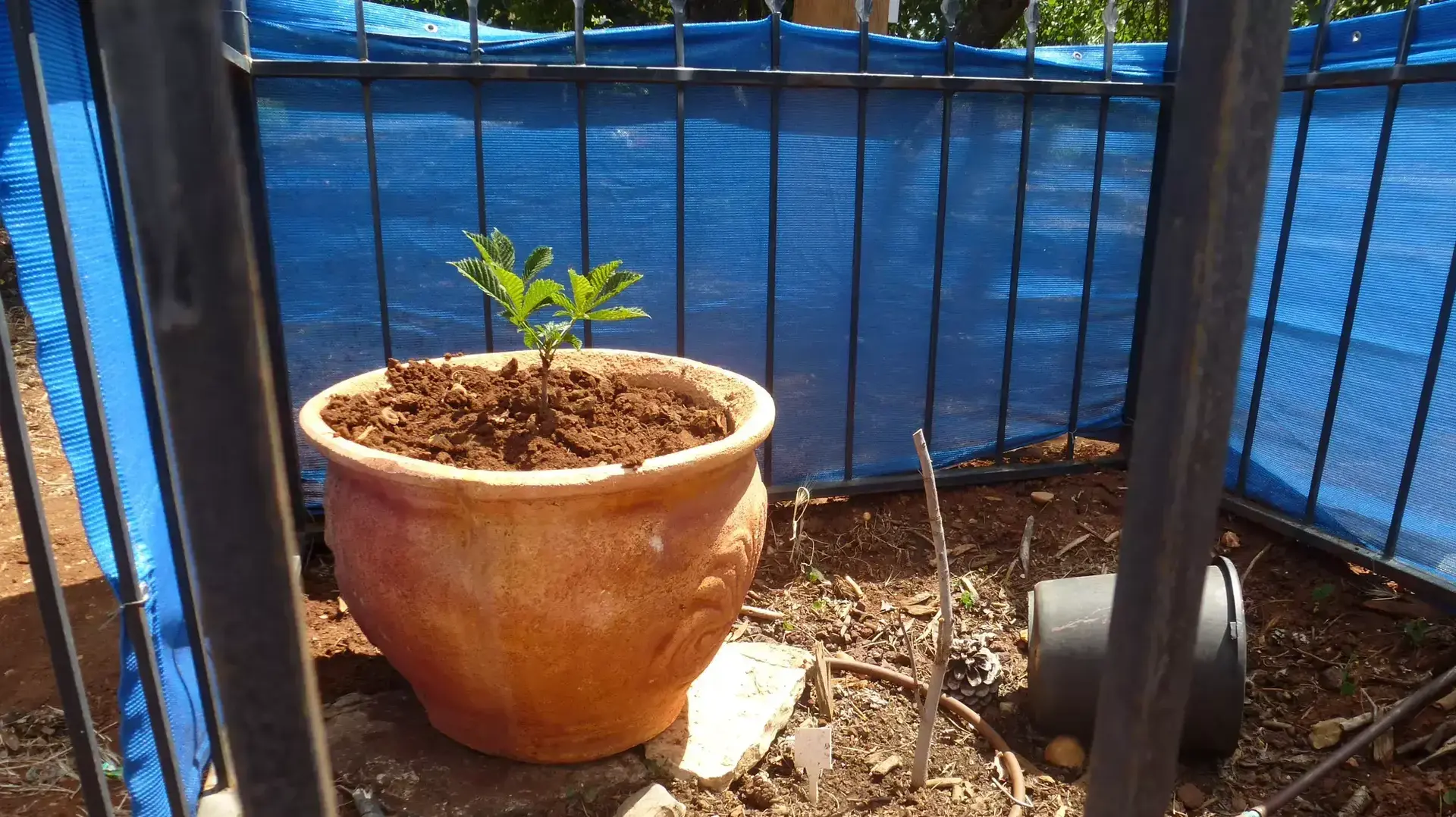העץ של אנה פרנק שמת במצפה ע"ש איתן בלחסן ברמות נפתלי שליד קרית שמונה. יוני 2014 העץ של אנה פרנק שמת במצפה ע"ש איתן בלחסן ברמות נפתלי שליד קרית שמונה. יוני 2014