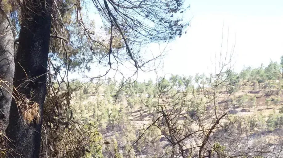 הבוקר שאחרי השריפה הגדולה בירושלים, יוני 2014 הבוקר שאחרי השריפה הגדולה בירושלים, יוני 2014