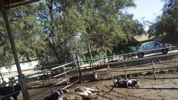 פרות מתות באשכול כתוצאה מפגיעת רקטה. יולי 2014 פרות מתות באשכול כתוצאה מפגיעת רקטה. יולי 2014