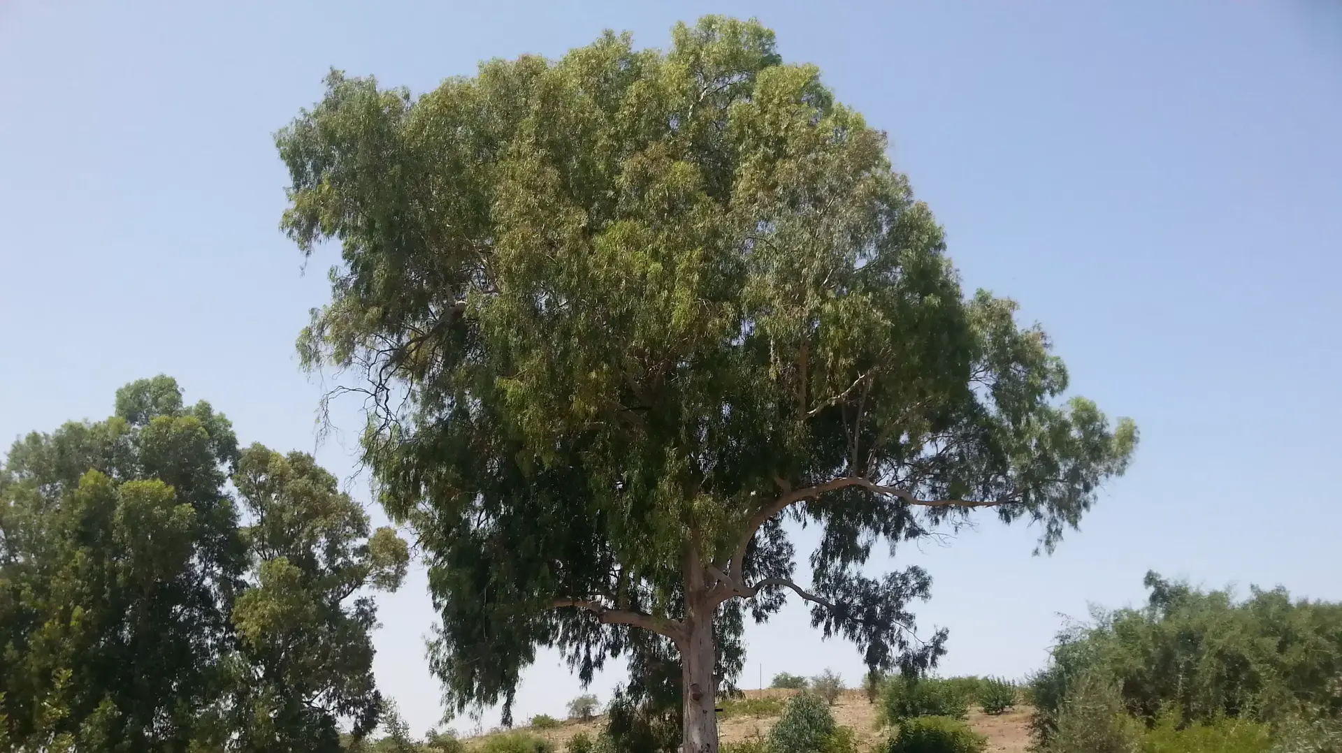 אתר עצי אהבה במושב שדמות דבורה אתר עצי אהבה במושב שדמות דבורה