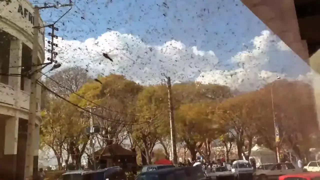 איזו מכה: מיליארדי חגבי ארבה כבשו את מדגסקר
