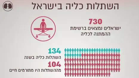 אינפוגרפיקה כליות אינפוגרפיקה כליות