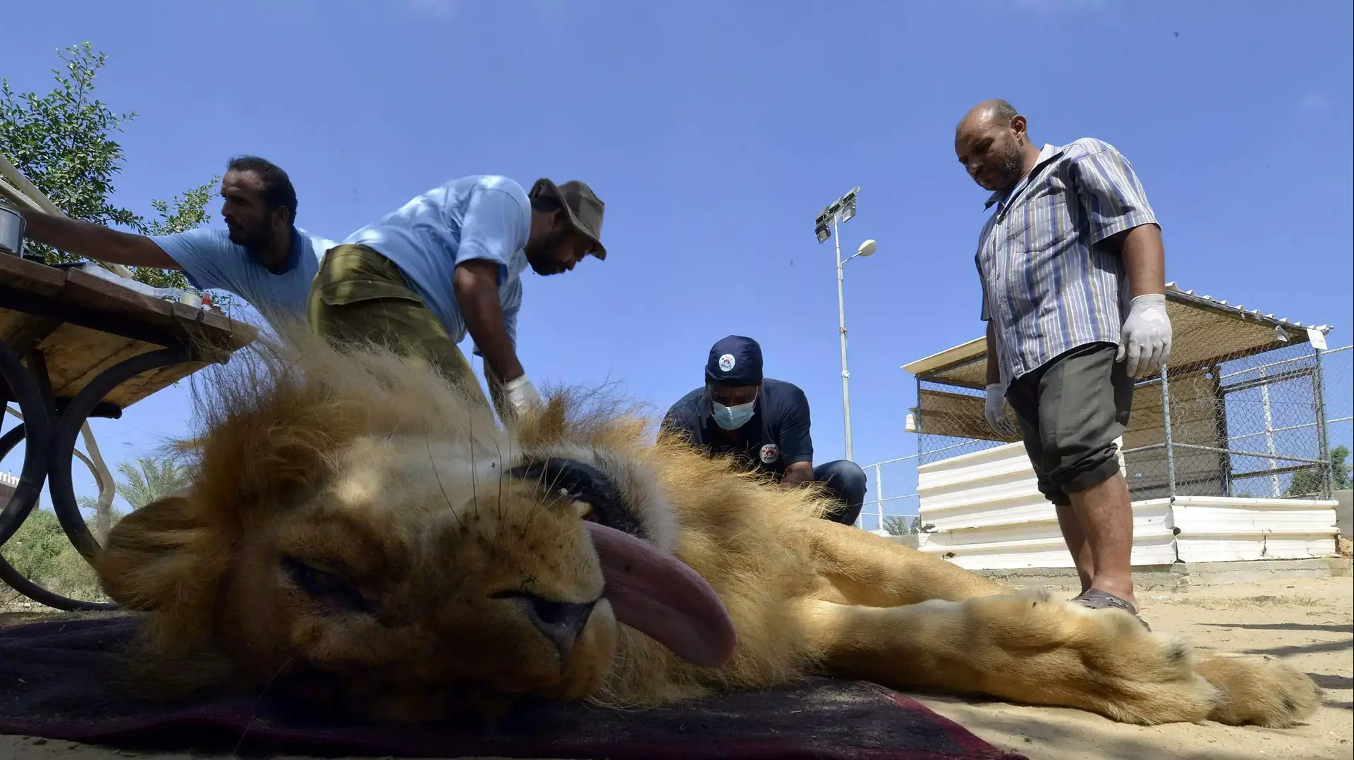 פעילי זכויות למען חיות בודקים אריה בגן החיות בצפון רצועת עזה שנפגע במהלך הלחימה, ספטמבר 2014 פעילי זכויות למען חיות בודקים אריה בגן החיות בצפון רצועת עזה שנפגע במהלך הלחימה, ספטמבר 2014