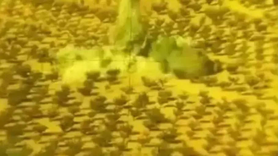 חיזבאללה מפציץ מבנה של ג'הבת א נוסרא בגבול לבנון-סוריה חיזבאללה מפציץ מבנה של ג'הבת א נוסרא בגבול לבנון-סוריה