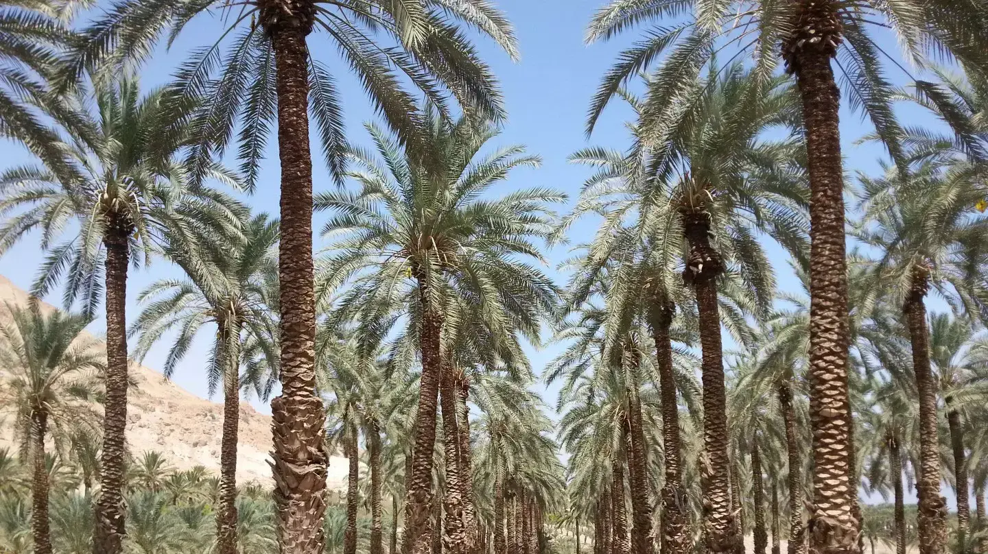 מטע תמרים דקל יעלים עין גדי מטע תמרים דקל יעלים עין גדי