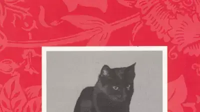 עטיפת הספר החתולה עטיפת הספר החתולה