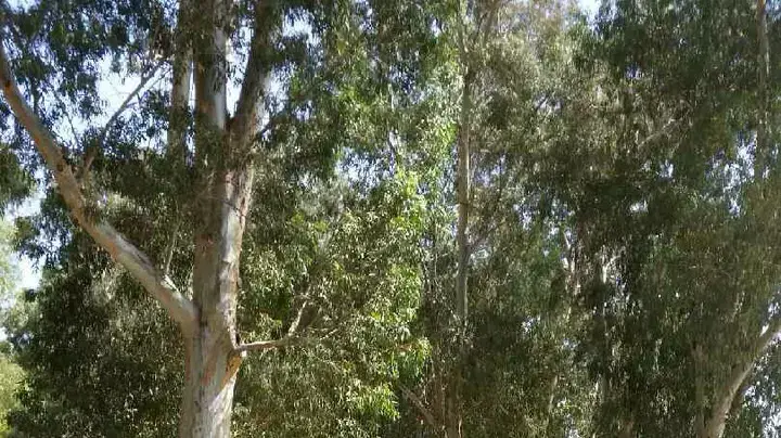 עשרות אלפי מטיילים פוקדים את שמורות הטבע והגנים