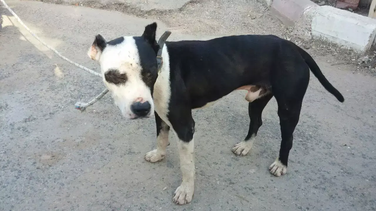 שלושה כלבים נמצאו בתא המטען של מכונית ובה שלושה תושבי עראבה כבני 30, ספטמבר 2014