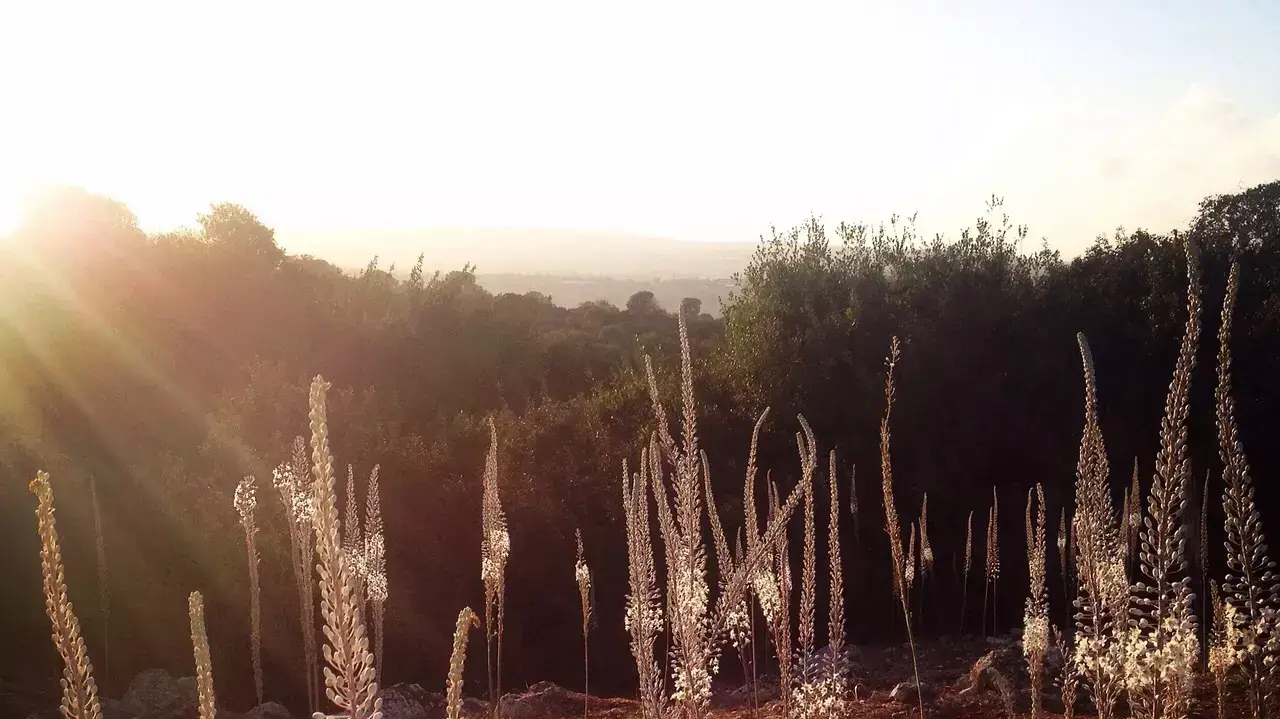 פריחת החצבים בעמק יזרעאל, מדרונות תל שמרון, ספטמבר 2014 פריחת החצבים בעמק יזרעאל, מדרונות תל שמרון, ספטמבר 2014