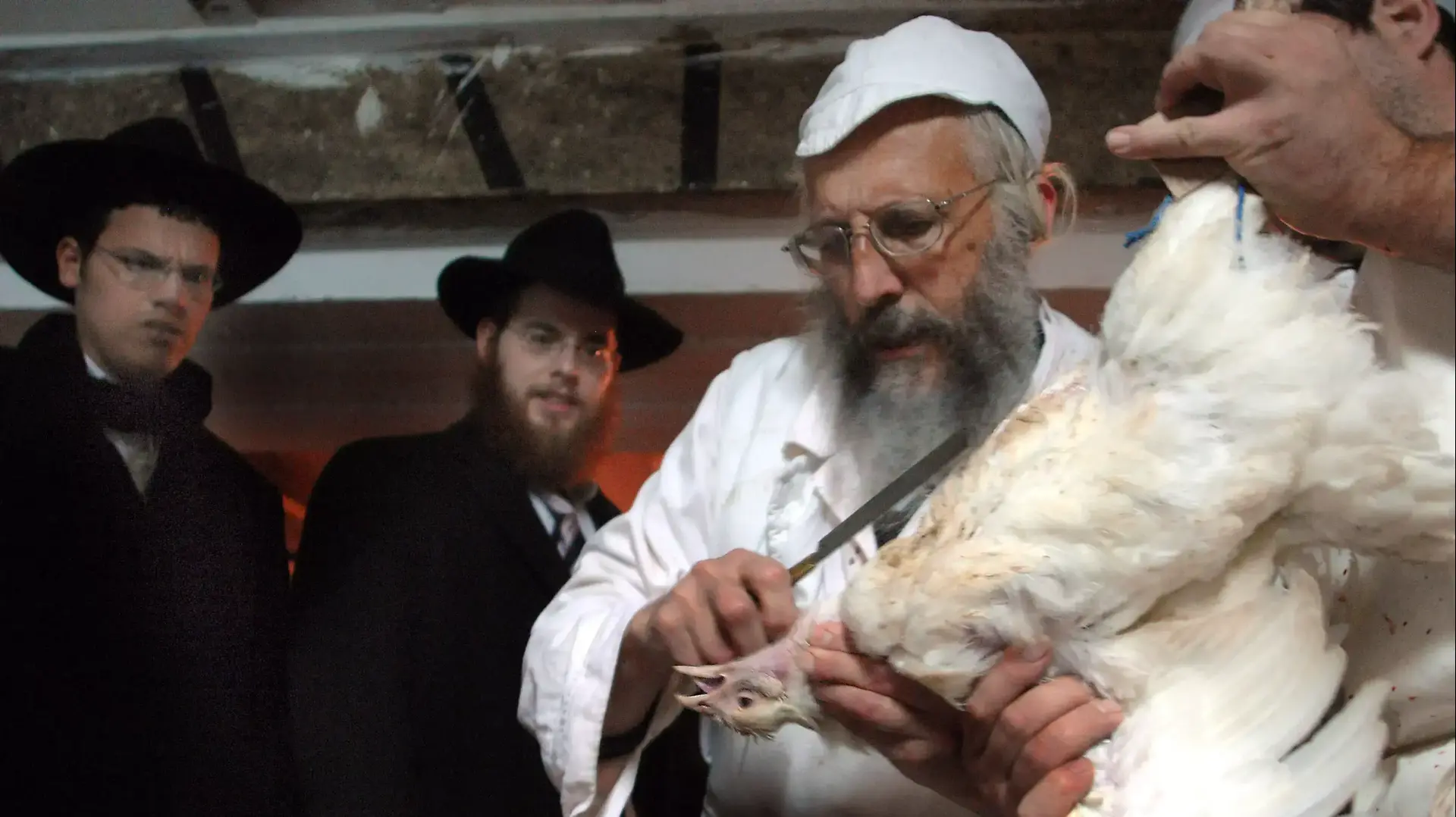שחיטה כשרה