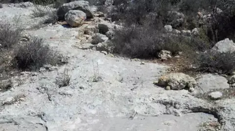 עצים כרותים בבורין ובכפר יאסוף כחלק מפעולת תג מחיר. אוקטובר 2014 עצים כרותים בבורין ובכפר יאסוף כחלק מפעולת תג מחיר. אוקטובר 2014