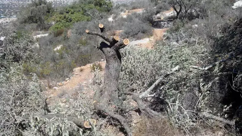 עצים כרותים בבורין ובכפר יאסוף כחלק מפעולת תג מחיר. אוקטובר 2014 עצים כרותים בבורין ובכפר יאסוף כחלק מפעולת תג מחיר. אוקטובר 2014